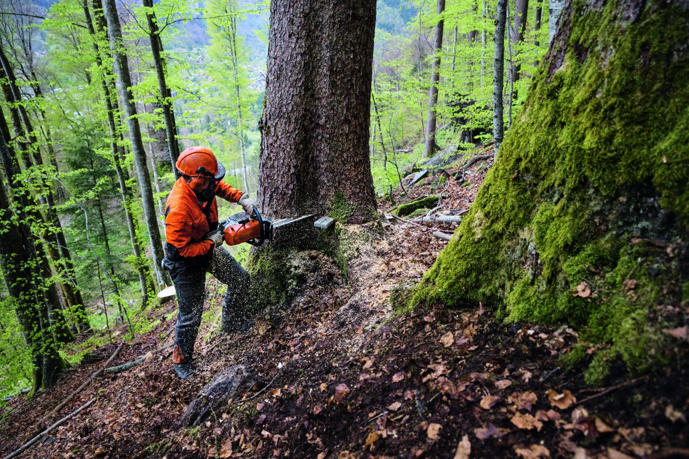 Motosierras de gasolina para trabajos forestales.